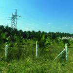 Angalakurichi GopalSwamy